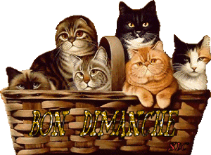 Gif animé Bon dimanche chat